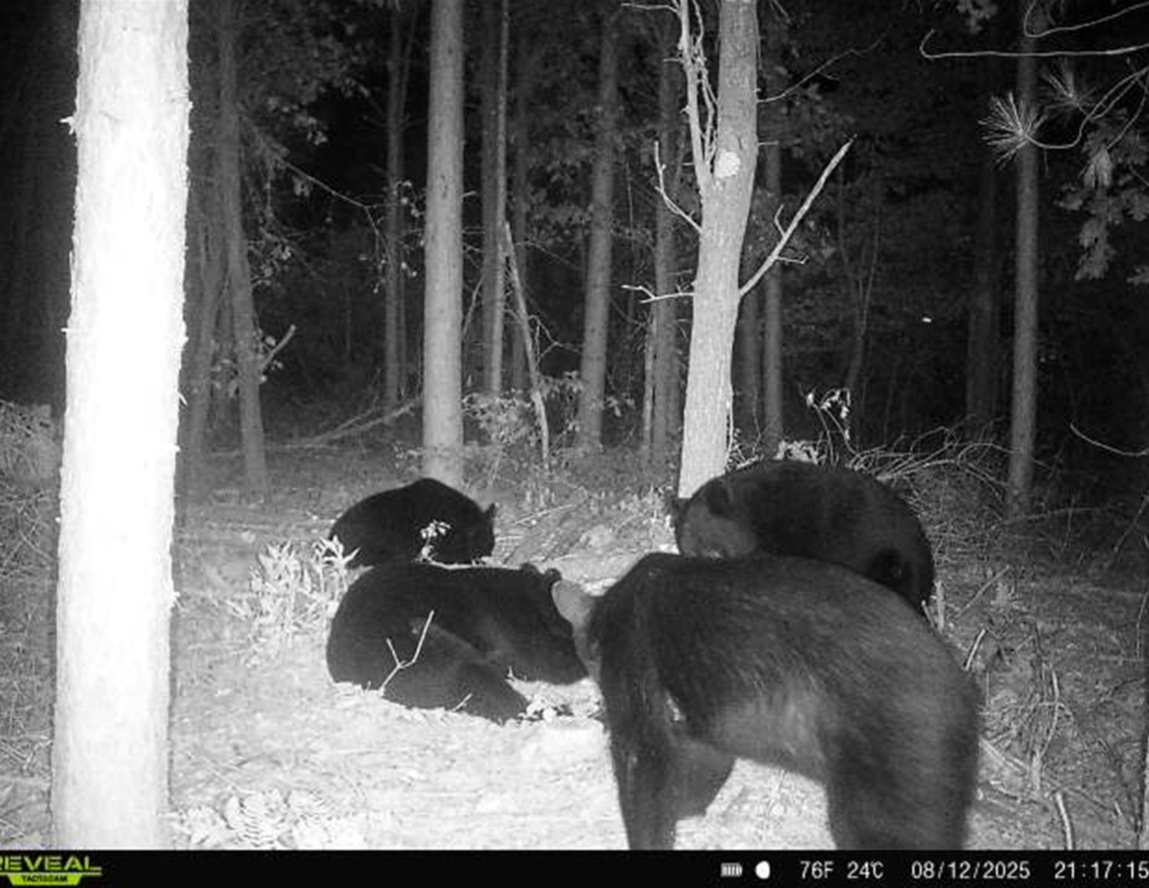 Listing Photo: Trail Camera Photo3